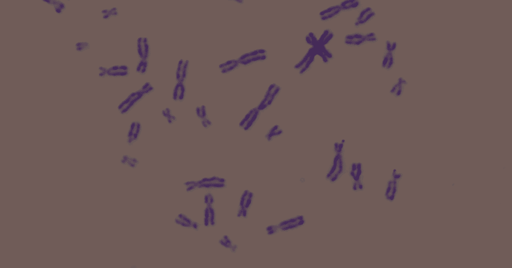 Incorrect Chromosome Numbers and Miscarriage